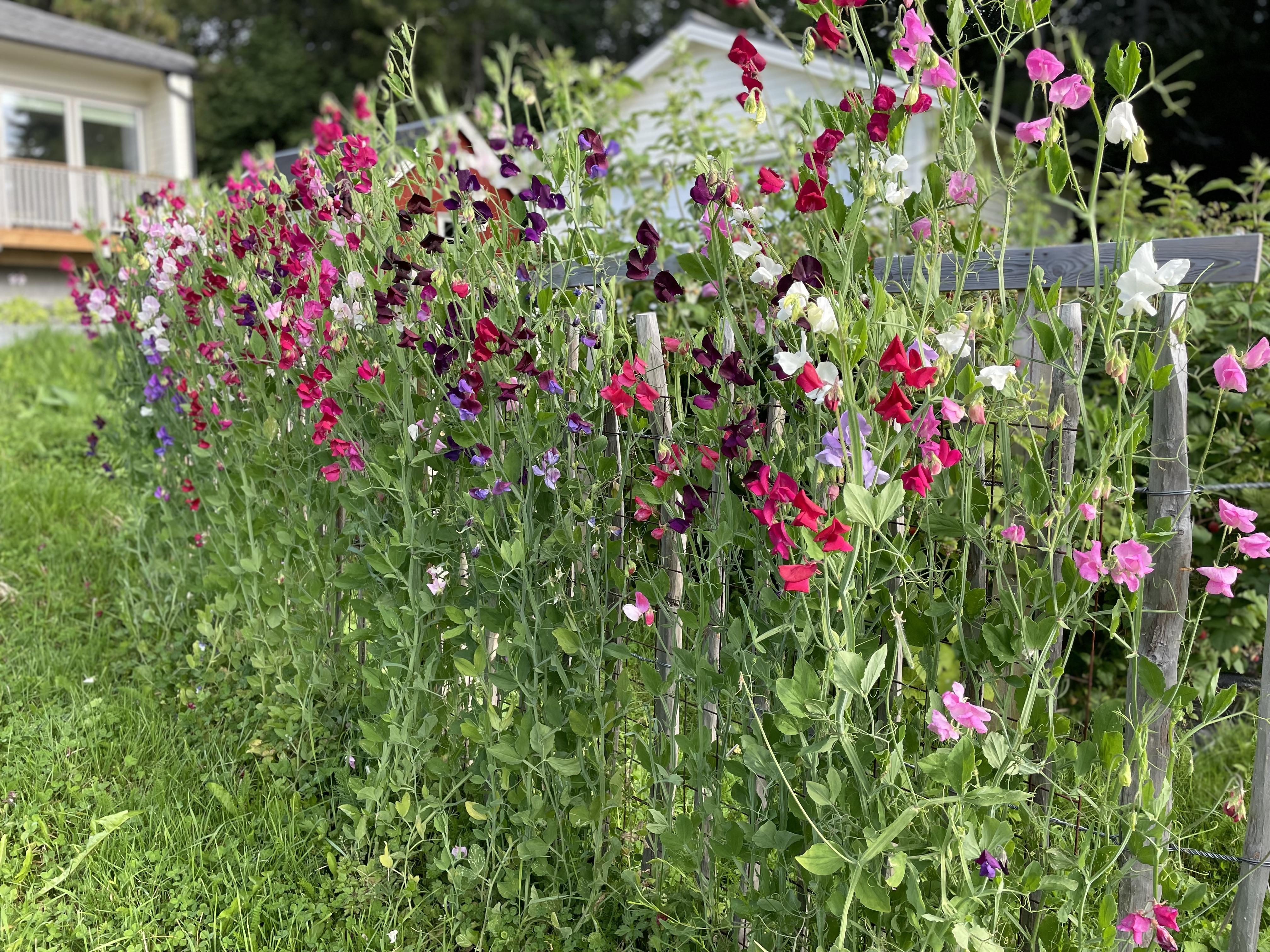 Klatrende planter i mange farger. Foto.