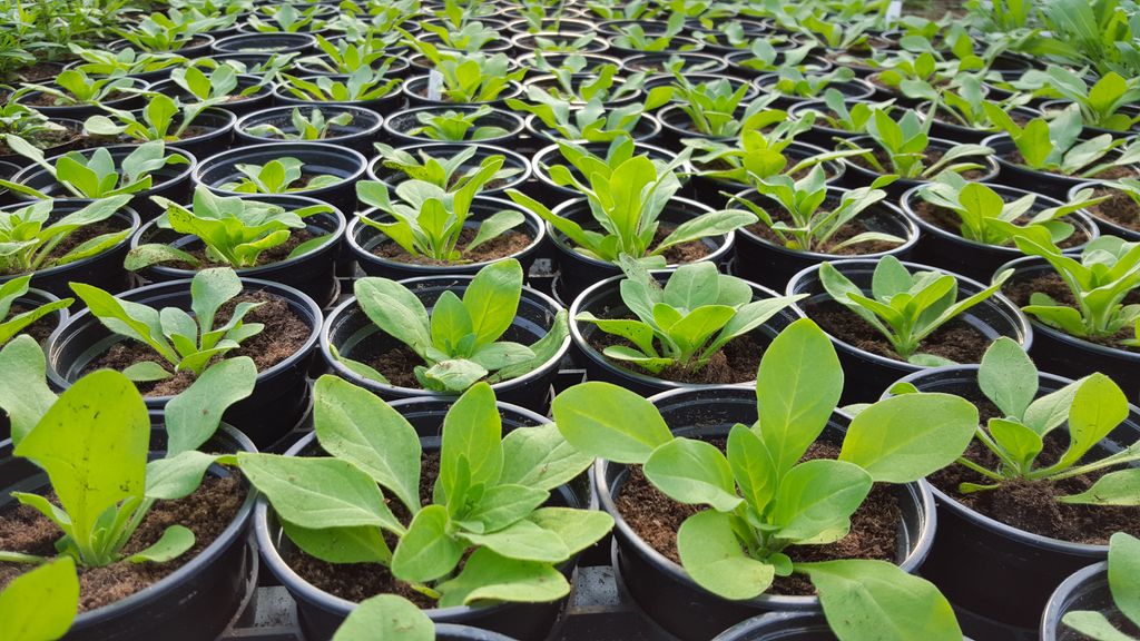 Potter med jevnstore planter. Foto.