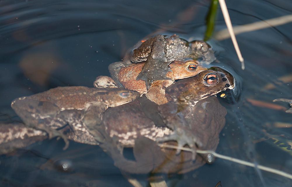Flere mindre padder sitter på ryggen til ei stor padde. Foto.