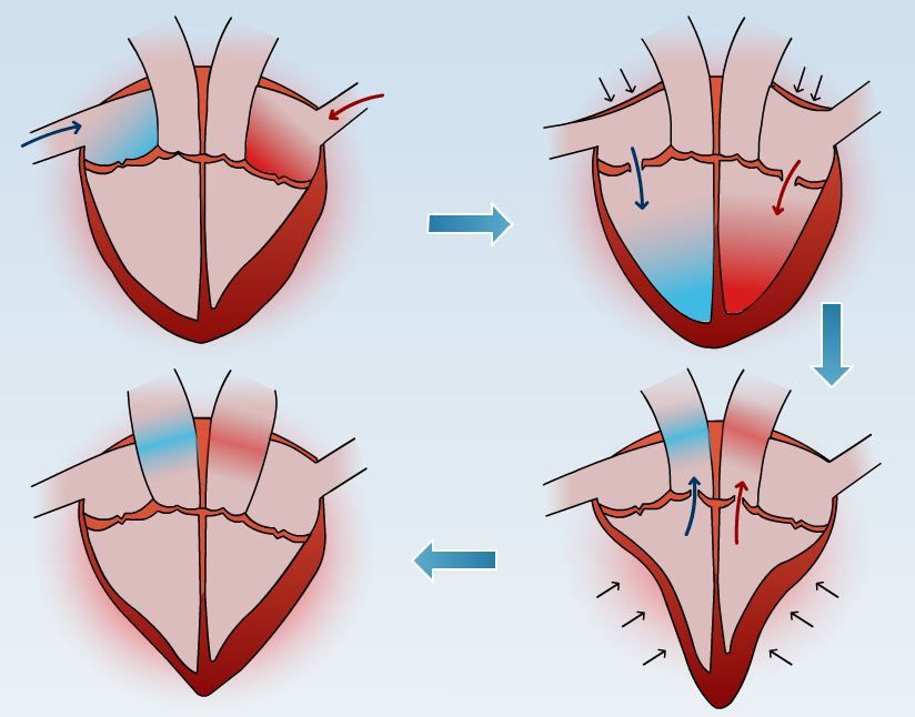 Blodstrømmen i hjerte