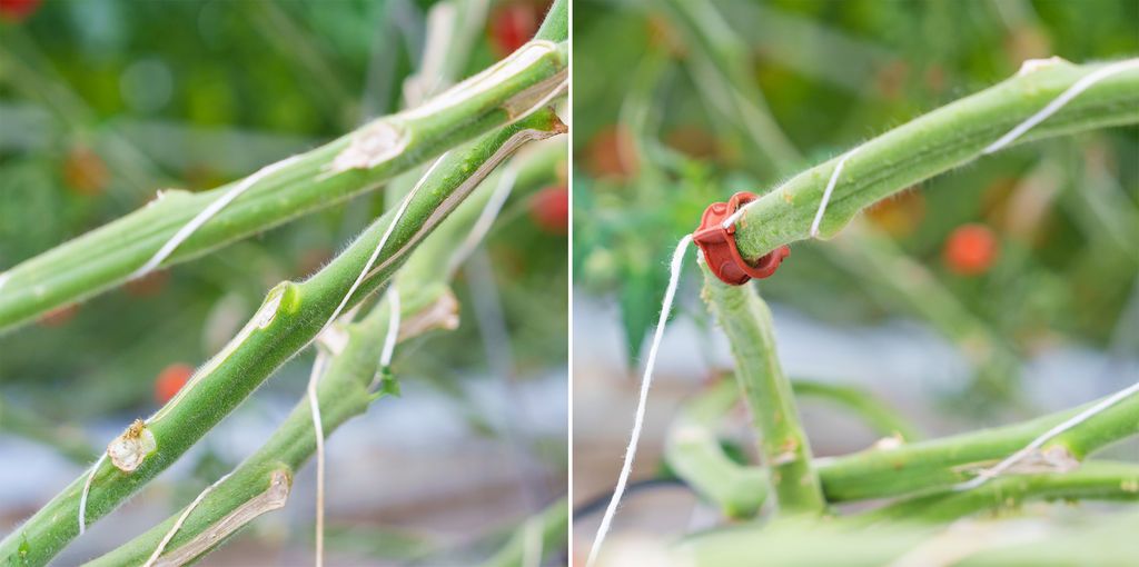 Kollasj av to bilder av snøre surret rundt stengelen på tomatplantene og et lite plastklips på den ene. Foto.