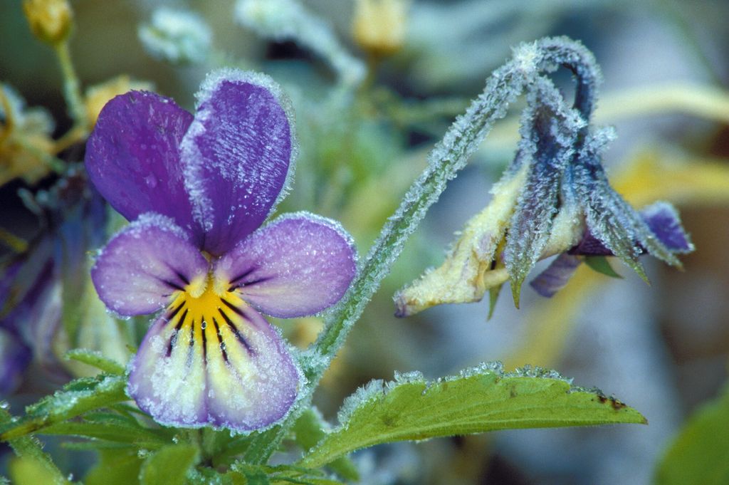 Stemorsblomst med rim på. Foto.