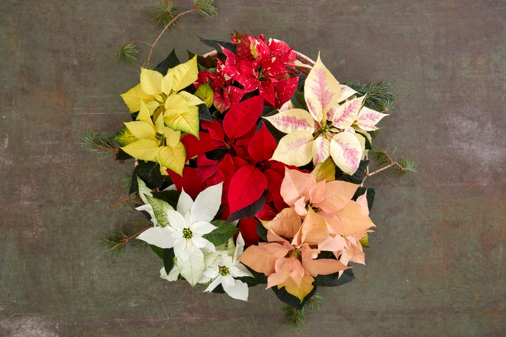 Sammenplanting med stjerneformede blomster i ulike farger sett ovenfra. Foto.