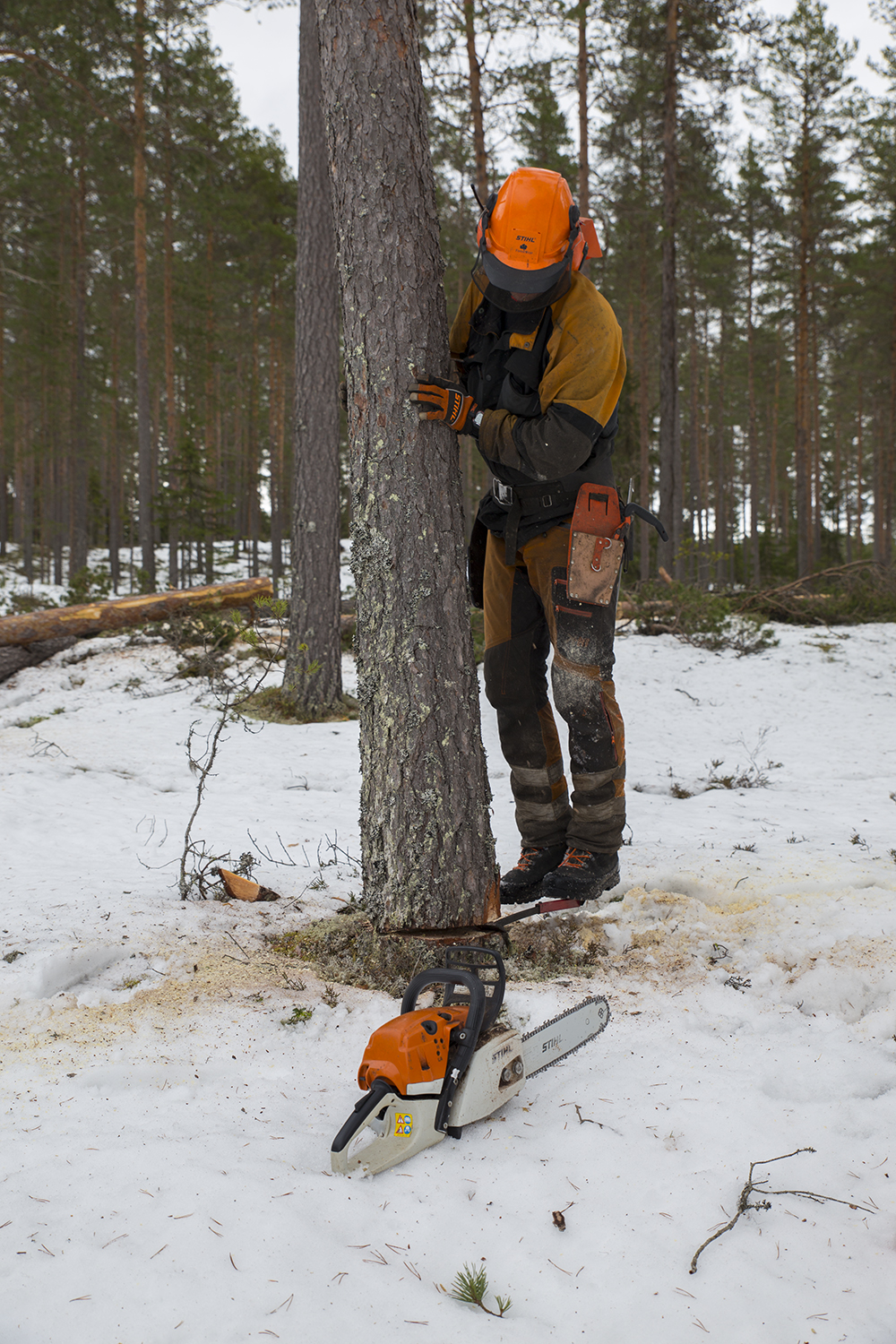 Bruk av trampejern under felling av tre. Foto.