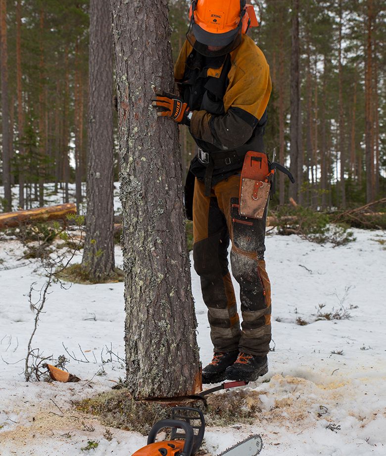 Bruk av trampejern under felling av tre. Foto.