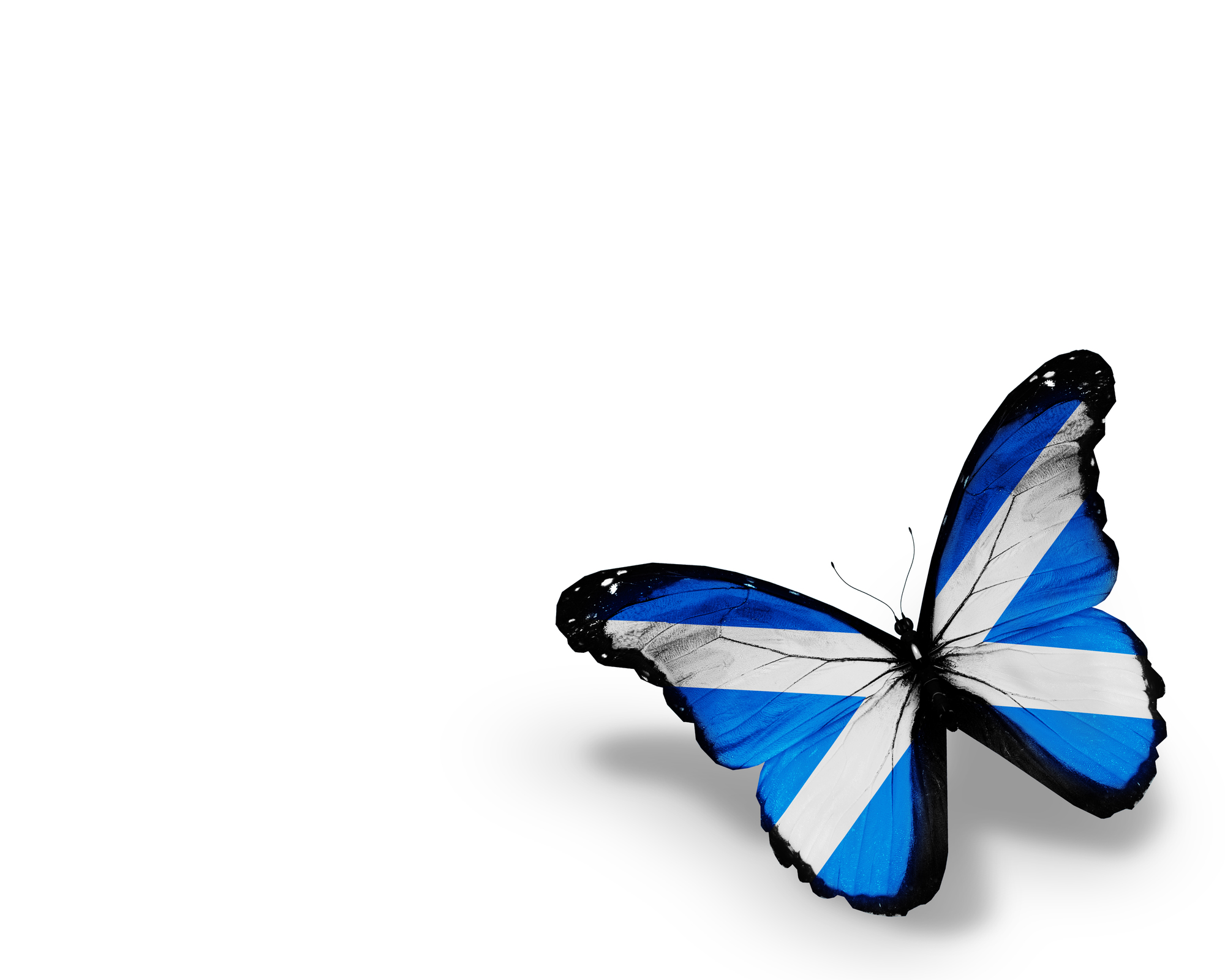 A butterfly with wings formed like the Scottish flag