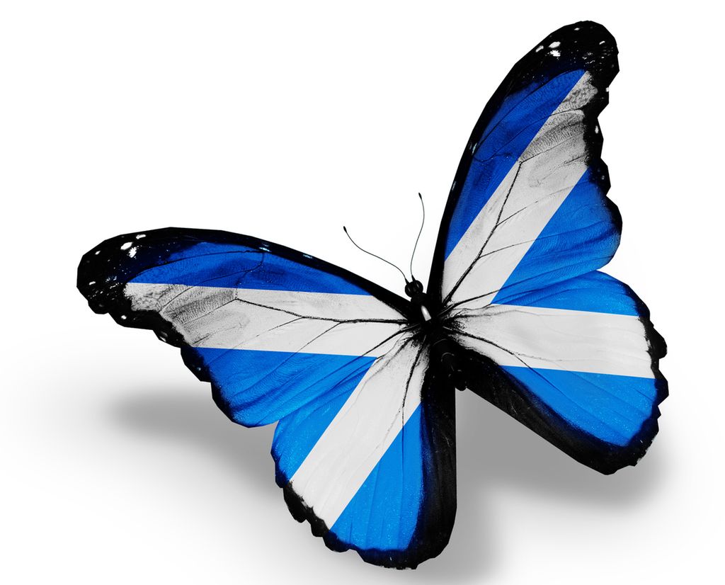 A butterfly with wings formed like the Scottish flag. Illustration.