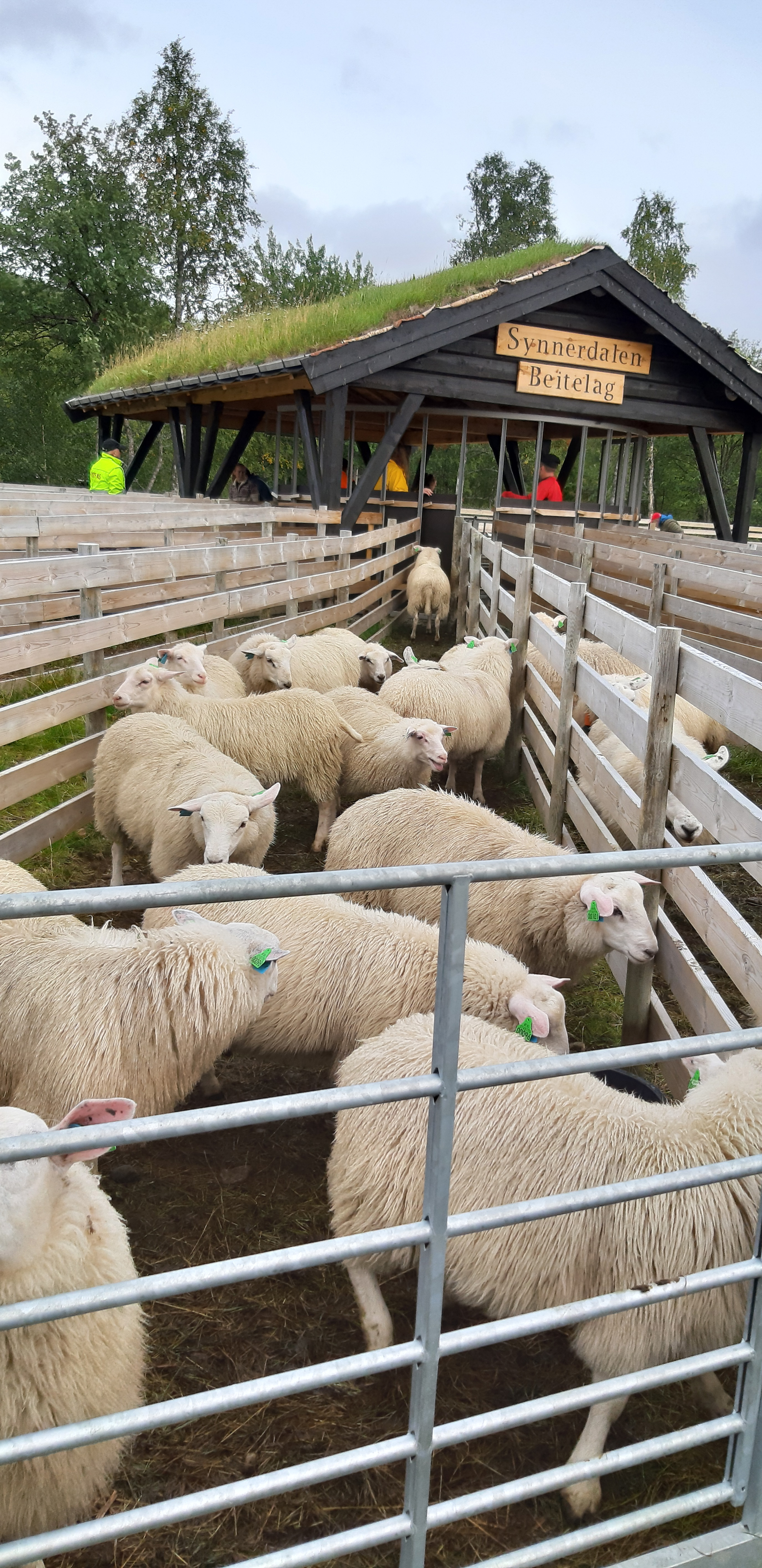 Mange sauer i ei avlang innhegning. Innhegninga er bygd av treplanker, og det er flere smale innhegninger ved sida av hverandre som alle skråner inn mot et sorteringsområde. Sorteringsområdet er laget som en slags gapahuk med åpne vegger og torvtak, sånn at de som sorterer sauene, kan stå under tak. Foto.