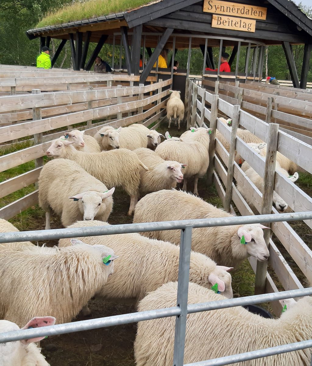 Mange sauer i ei avlang innhegning. Innhegninga er bygd av treplanker, og det er flere smale innhegninger ved sida av hverandre som alle skråner inn mot et sorteringsområde. Sorteringsområdet er laget som en slags gapahuk med åpne vegger og torvtak, sånn at de som sorterer sauene, kan stå under tak. Foto.
