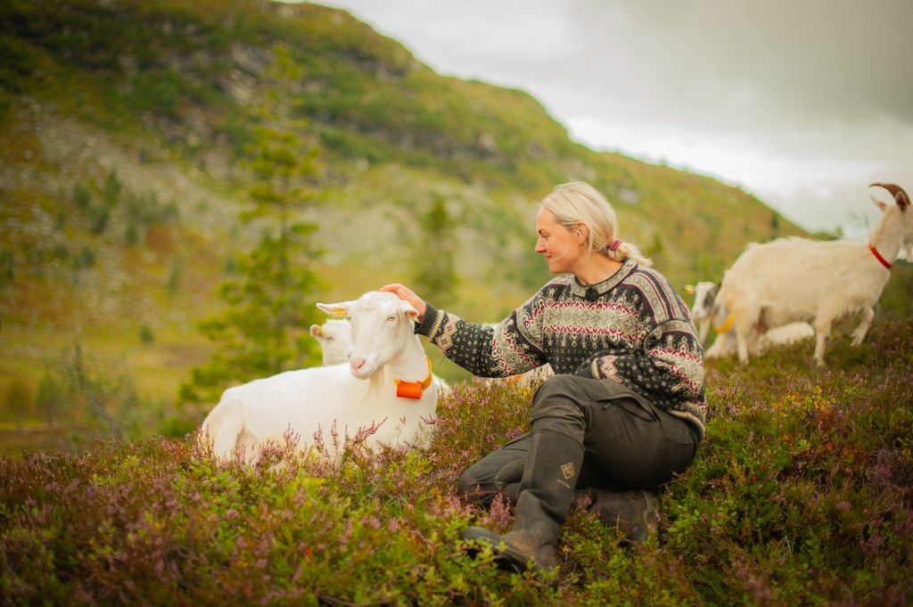 Kvinne sitter i lyngen ved ei geit som ligger i fjellandskap. Kvinnen klapper geita på hodet. Det er flere geiter i bakgrunnen. Foto.