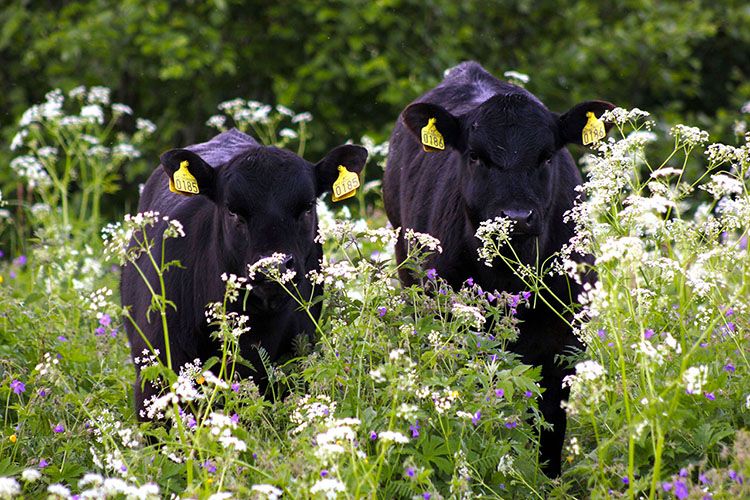 To svarte kalvar i blomstereng. Foto.