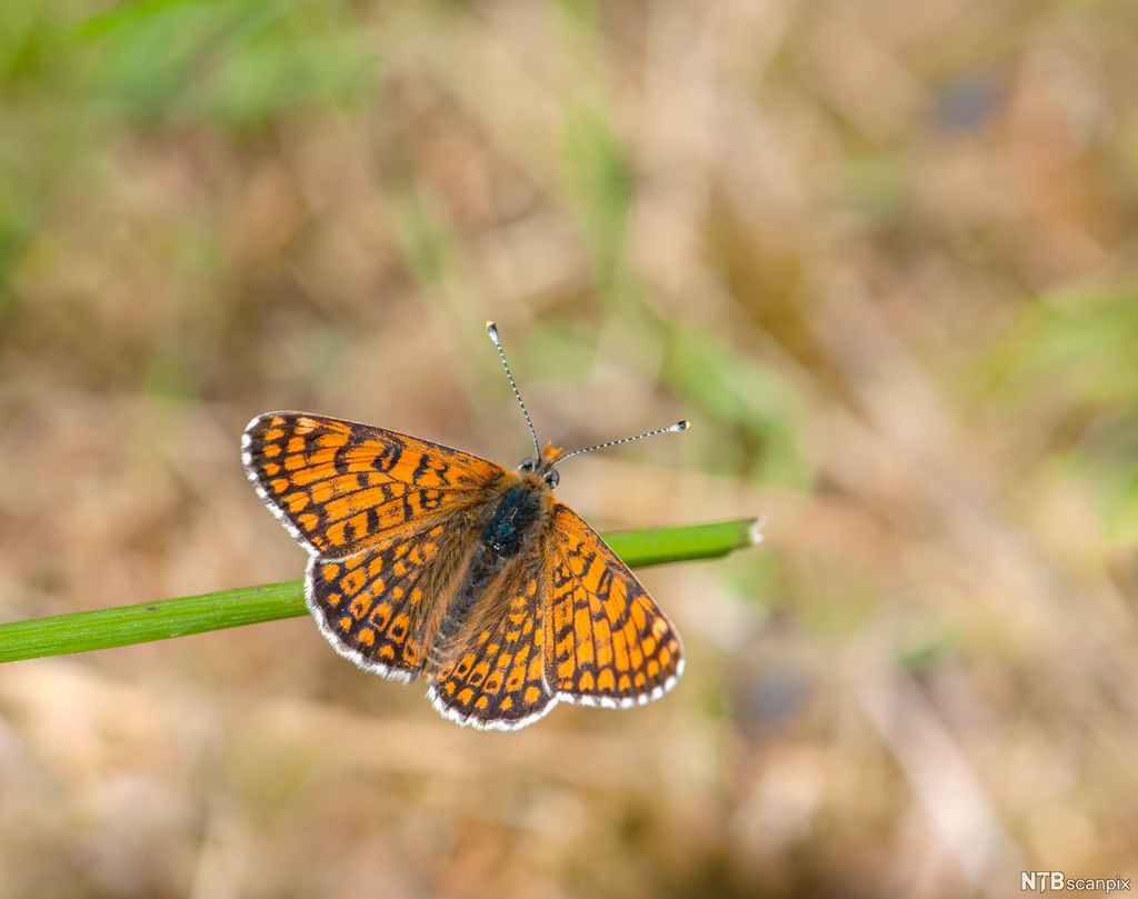 Sommerfugl som sitter på et strå. Sommerfuglen er plassert i det gylne snitt, litt til venstre og litt lenger nede enn oppe i bildet. Foto.