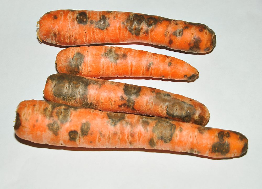 Gulrøtter med brune og svarte flekker. Foto.