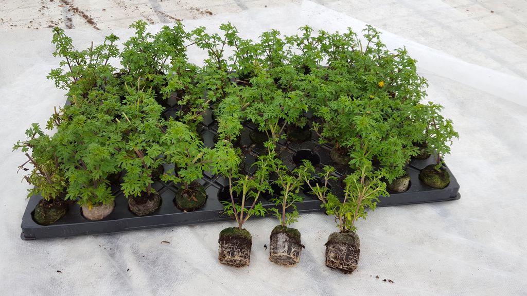 Plantebrett med mange planter. Foto.