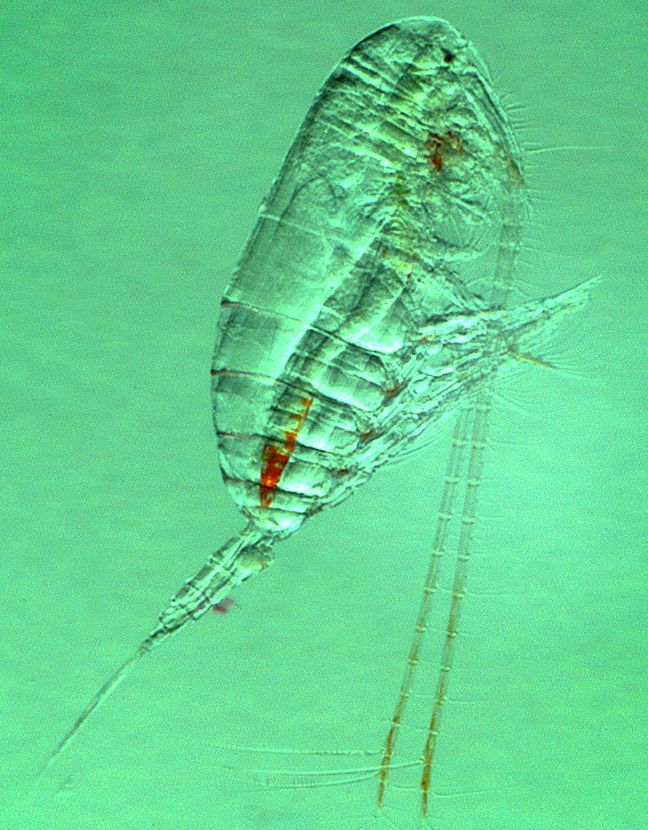 Et gjennomskinnelig lite krepsdyr i havet.