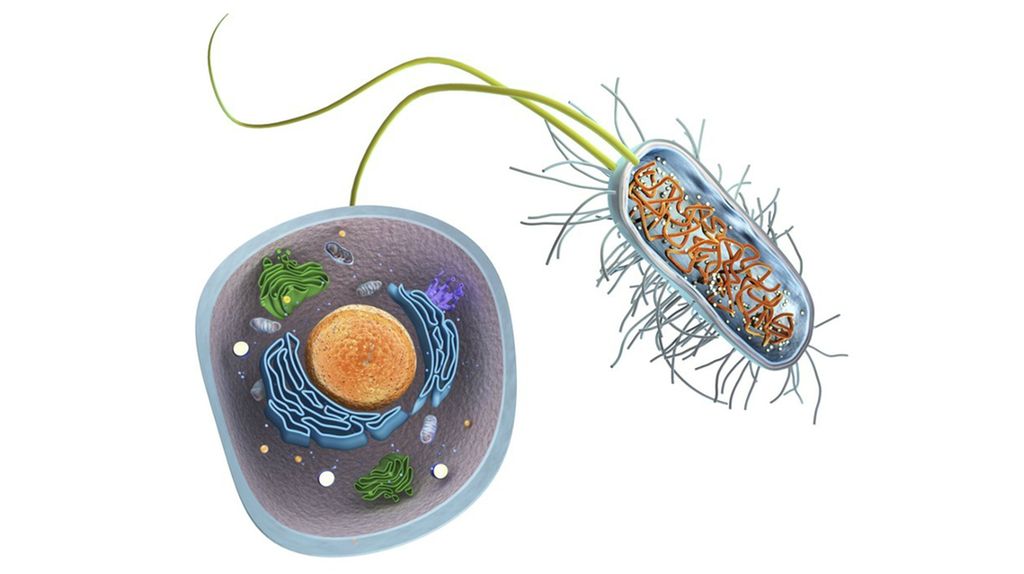 Prokaryote celler (bakterier) har ingen cellekjerne eller andre organeller med membraner rundt. Illustrasjon.