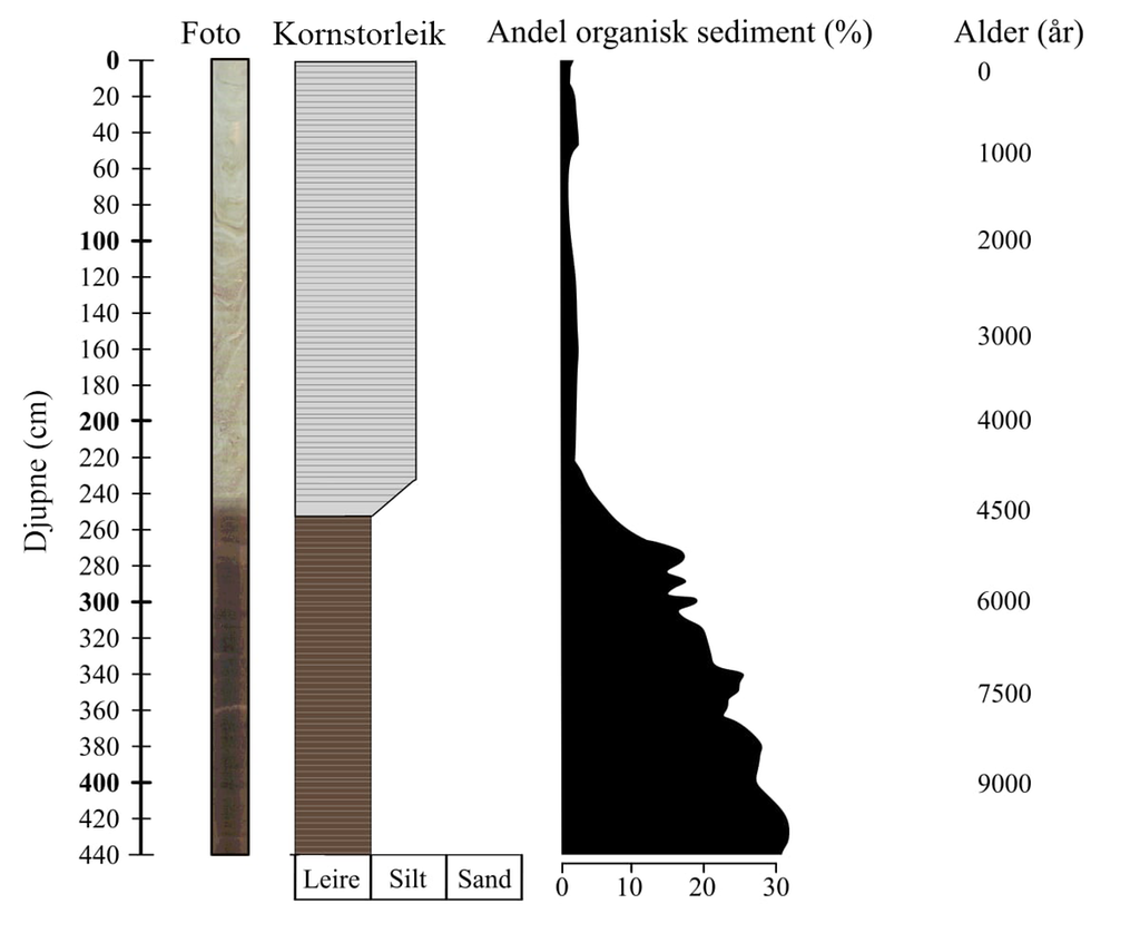 Figur med ulik informasjon vi kan hente ut av ein sedimentkjerne som er henta opp frå botnen av innsjøen. Y-aksen representerer djupne. På x-aksen er det fire ulike element, med overskriftene: Foto, Kornstorleik, Andel organisk sediment og Alder. Fotoet av sedimentkjernen viser at han blir mykje mørkare frå omtrent djupne på 250 centimeter for rundt 4500 år sidan. I den øvste delen av sedimentkjernen (ned til djupne på 250 centimeter) er det både silt og leire. I nedste del (frå 250 centimeter og nedover) er det berre leire. Det er også vesentleg mykje meir organisk materiale i den delen av sedimentkjernen som er 4500 år gammal og eldre (altså frå omtrent 250 centimeter og nedover). Illustrasjon.