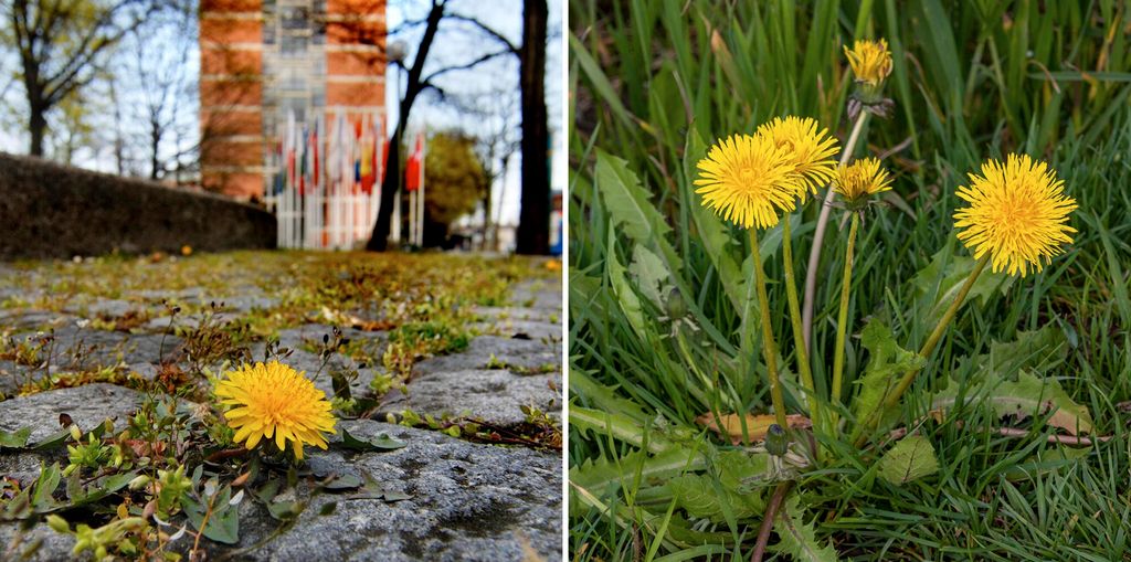 To bilder av løvetann. Planten som vokser mellom brostein, har kort stilk, korte blader og bare én blomst, mens planten i natureng har flere blomster med lang stilk og lange blader. Foto.