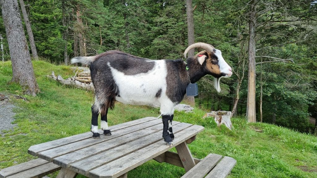 Ei kvit- og brunspraglete geit med horn står på et umalt utebord av tre. En digital sender henger i en tynn kjetting rundt halsen. Det er skoglandskap i bakgrunnen. Foto.