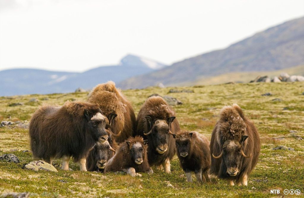 En moskusflokk på Dovrefjell. Foto.