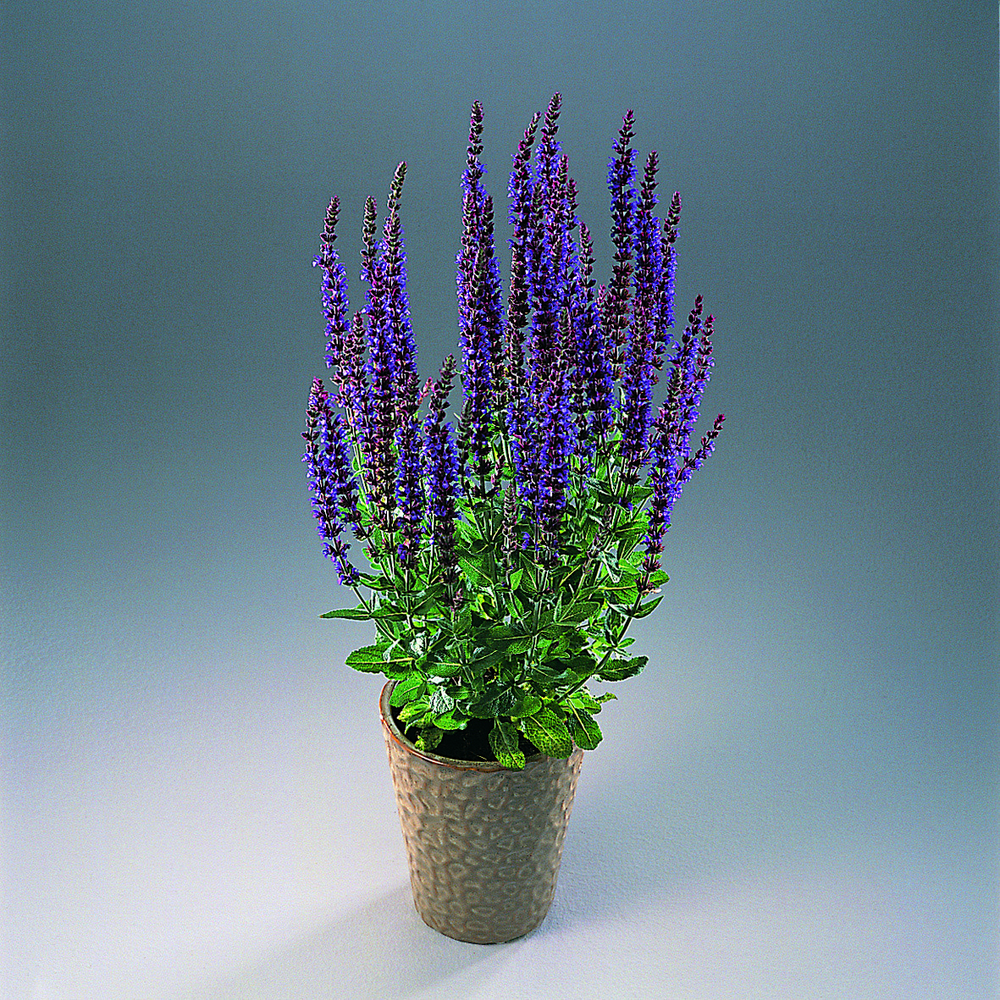 Blå blomster på opprett stilk. Foto.