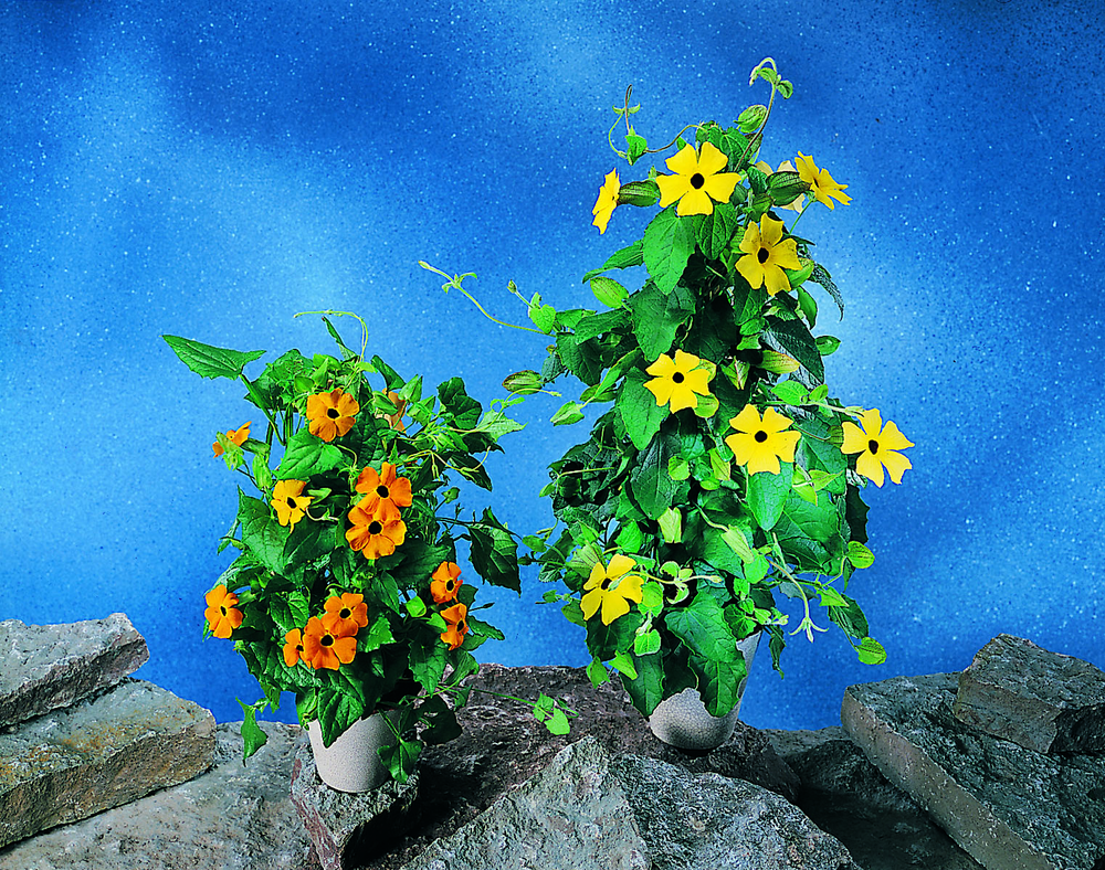 To blomsterpotter der den ene planta har oransje blomster og den andre gule. Alle blomstene har en svart prikk i midten. Foto.