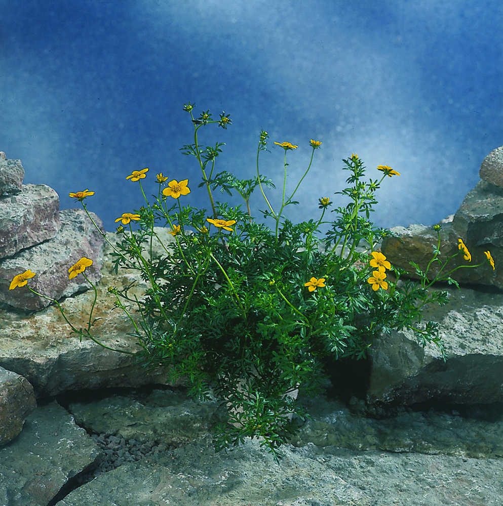 Grønn plante med små, gule blomster med lang stilk. Foto.