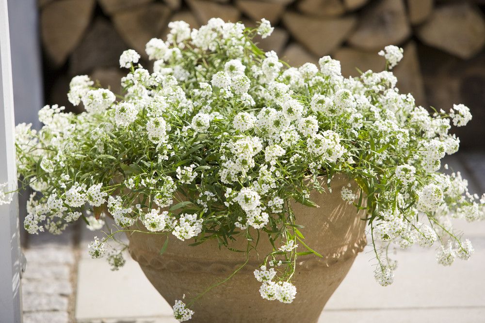 Grønn potteplante med små, hvite blomster. Foto.