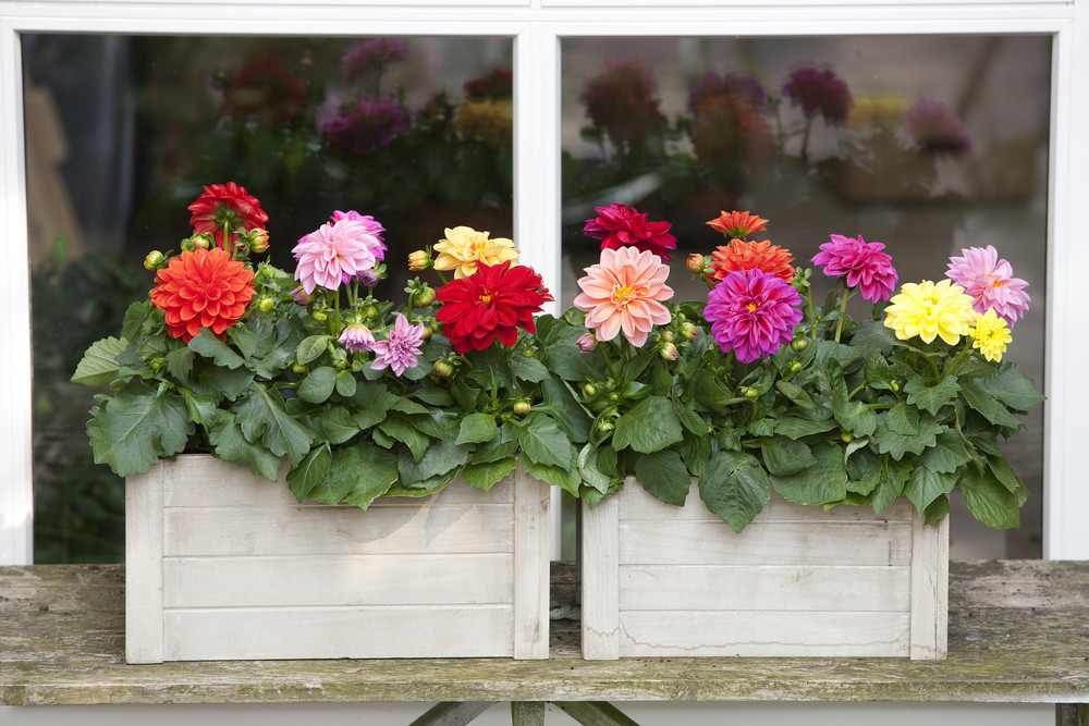 Fargerike blomster i to hvite trekasser. Foto.