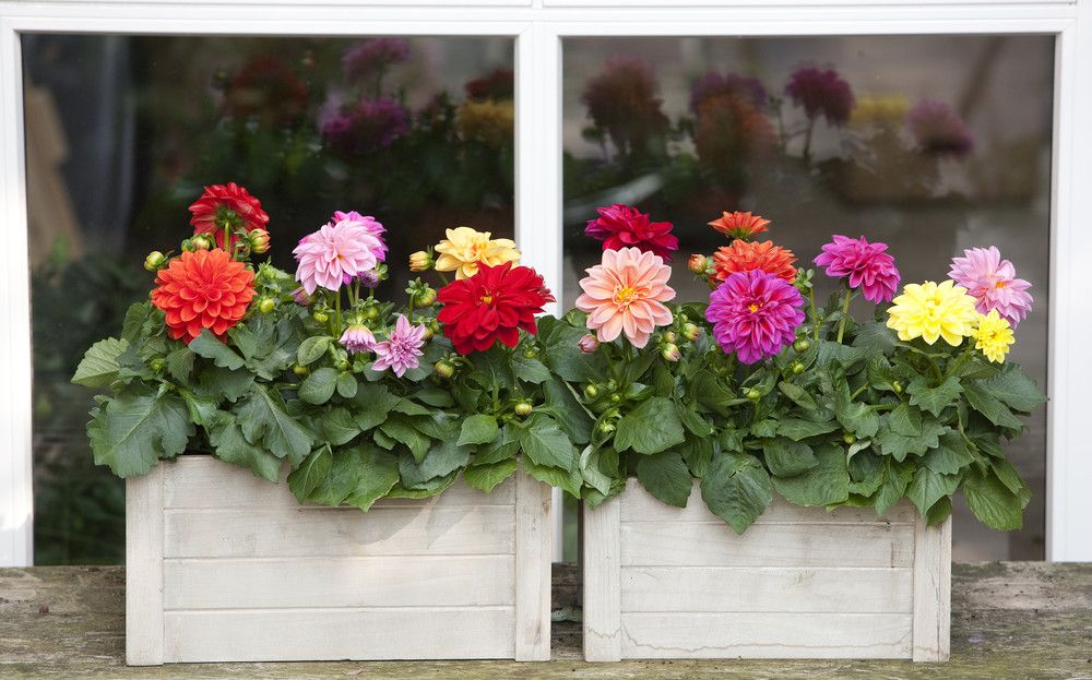Fargerike blomster i to hvite trekasser. Foto.