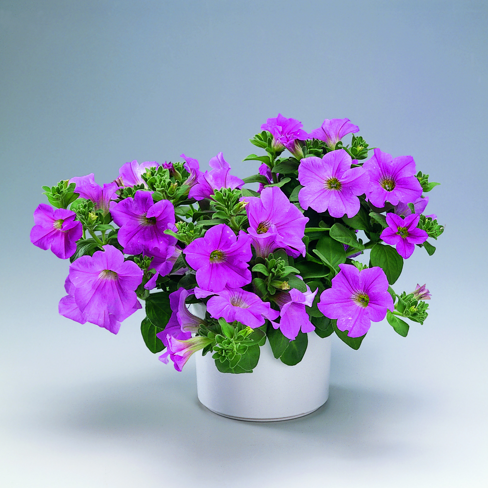 Plante med lilla blomster i hvit potte. Foto.