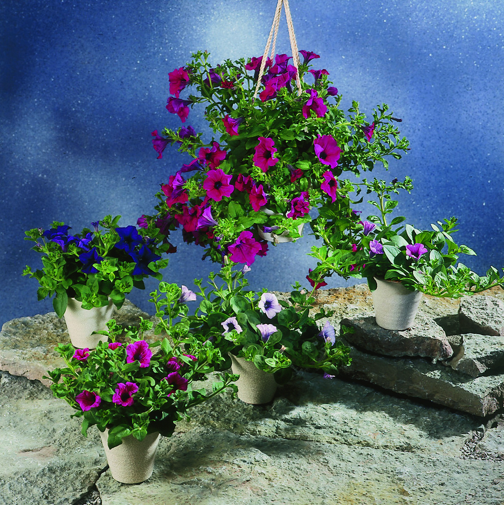 Hengende og stående blå, lilla og rosa blomster på utstilling. Foto.