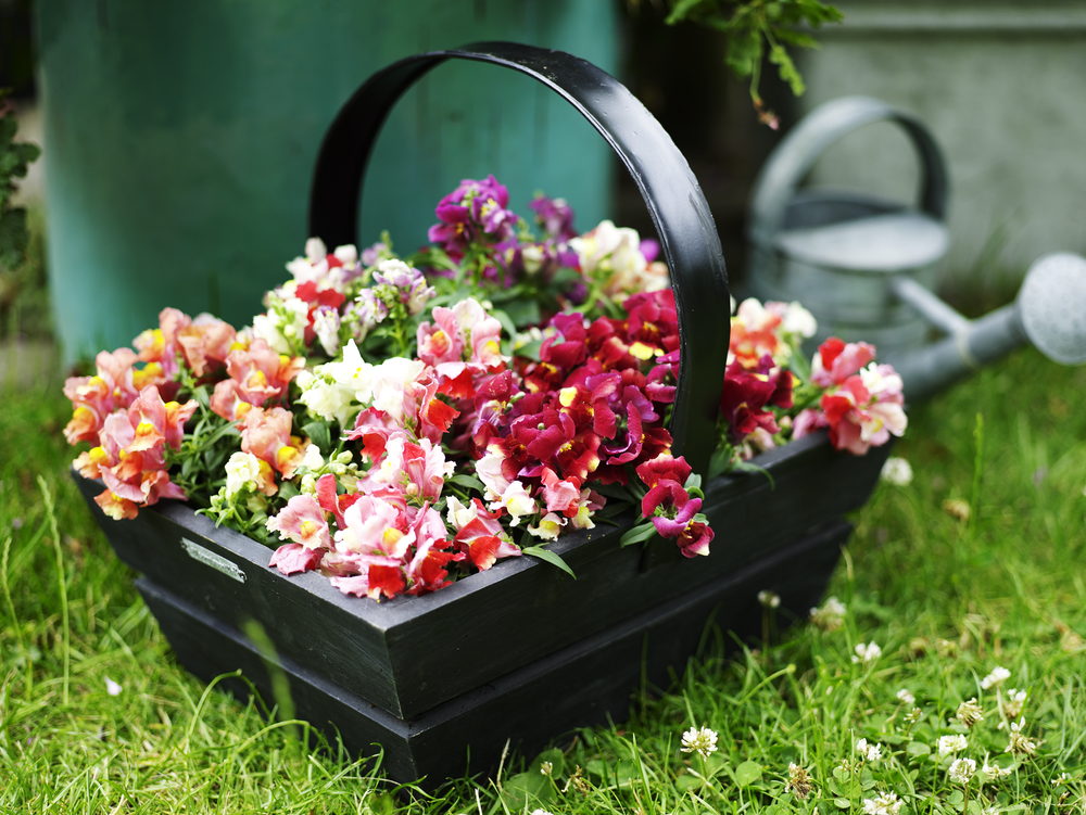 Tettsittende blomster i rødt, gult, hvitt og rosa i ei blomsterkorg. Foto.