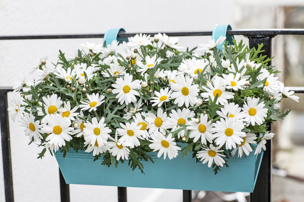 Hvite blomster med gult i midten i blomsterkasse. Foto.