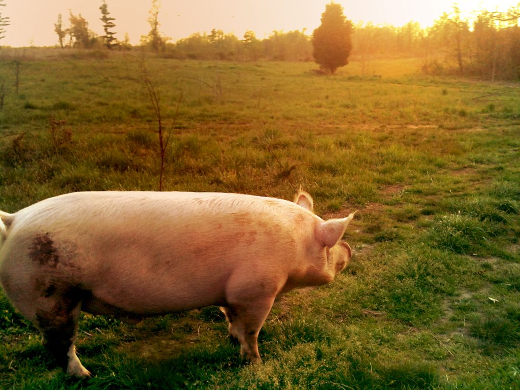 Gris på ei graseng i solnedgang. Den er lys i huden og har ganske lang kropp. Foto.
