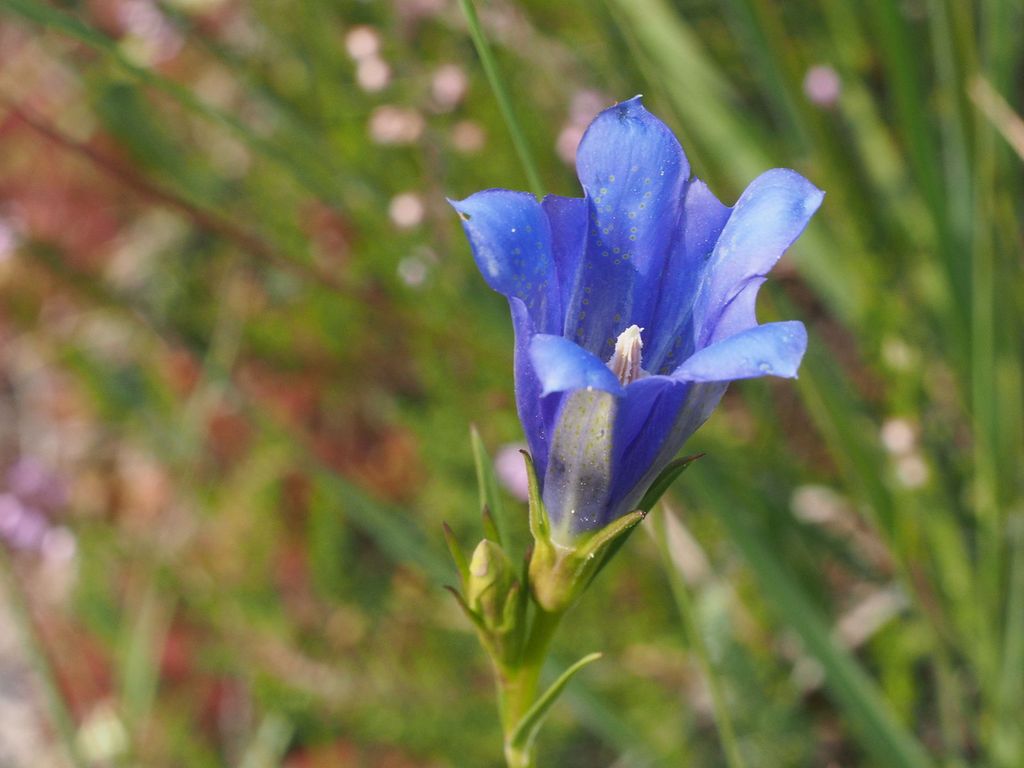 Blå, klokkeformet blomst. Foto.