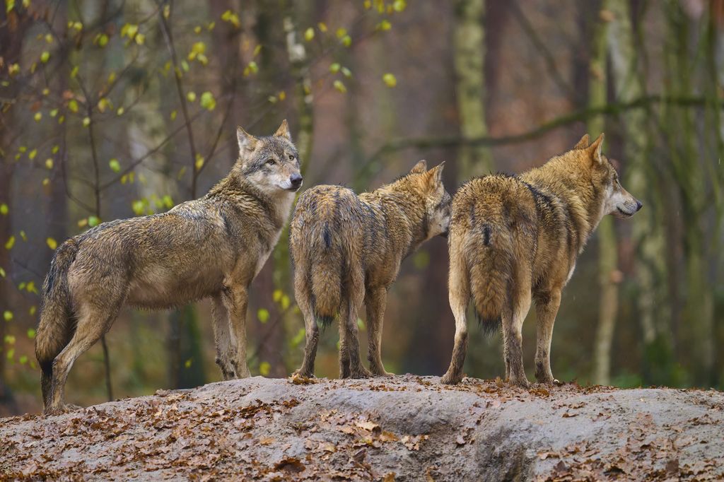 Tre ulver i skogen, som ser oppmerksomt i forskjellige retninger. Foto.