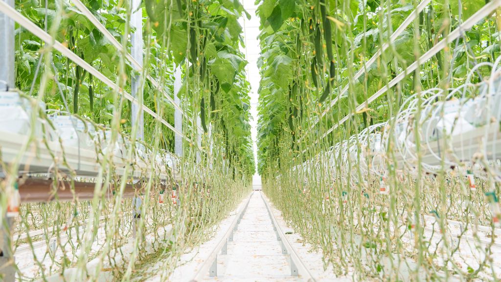 To rader med agurkplanter i veksthus. Foto.