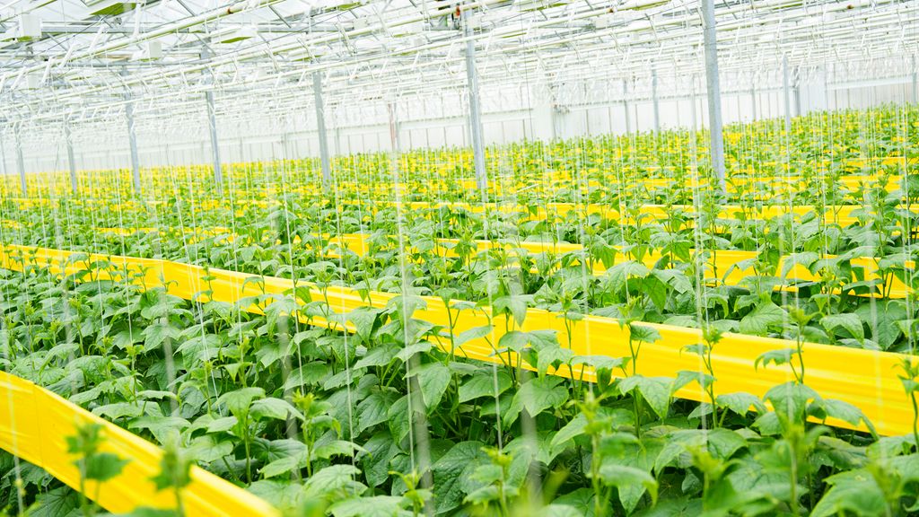 Stort areal med agurkplanter i et veksthus. Foto.