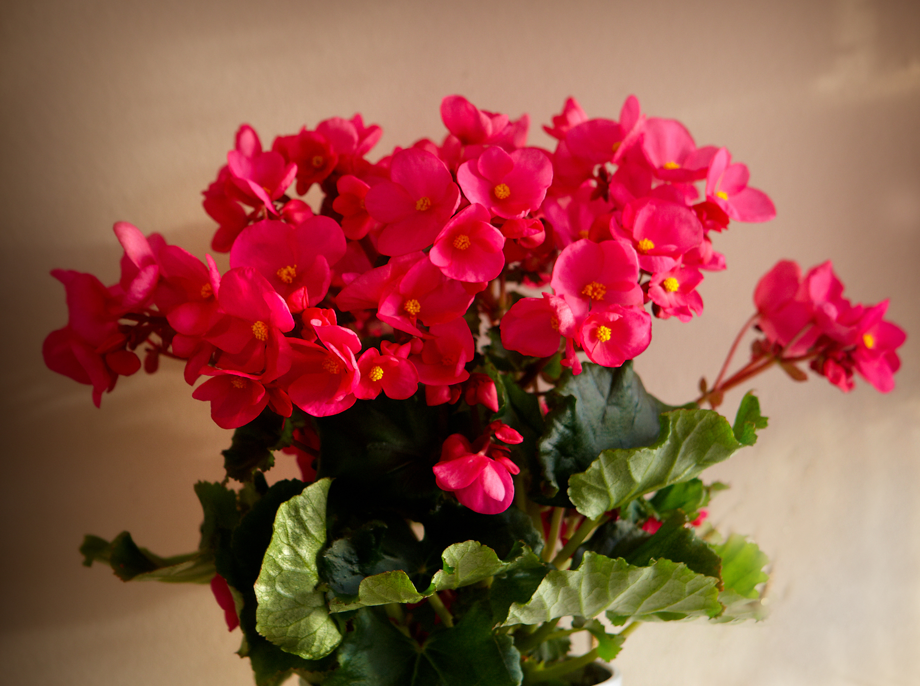 Plante med grønne blader og rosa blomster. Foto.