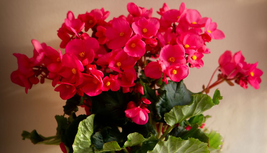 Plante med grønne blader og rosa blomster. Foto.