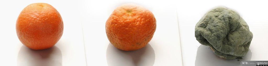 Tre appelsiner på rekke: en fersk, en dvask og en pill råtten. Foto.