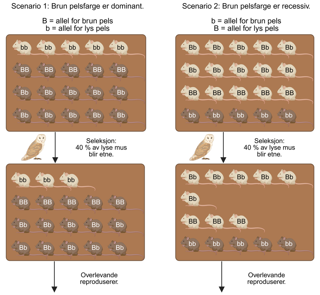 Figuren viser to scenarium side om side som illustrerer naturleg seleksjon i ein musepopulasjon. Over scenario 1 står teksten: «Scenario 1: Brun er dominant fenotype, B = allel for brun pels, b = allel for lys pels». I scenario 1 blir vist ein populasjon med totalt 20 mus: 15 brune og 5 lyse. Av dei brune musene har 10 genotype Bb og 5 genotype BB. Dei lyse musene har genotype bb. Over scenario 2 står teksten: «Scenario 2: Brun er recessiv fenotype, b = allel for brun pels, B = allel for lys pels». I scenario 2 blir viste ein populasjon med totalt 20 mus: 5 brune og 15 lyse. Dei brune musene har genotype bb. Av dei lyse musene har 10 genotype Bb og 5 genotype BB. I begge scenaria går ei pil med eit bilete av ei ugle og teksten «Seleksjon: 40 % av lyse mus blir spist», som viser at berre lyse mus blir utsette for seleksjon. Etter pila blir dei overlevande musene viste. Frå desse går ei ny pil med teksten «Overlevende reproduserer», som indikerer at dei overlevande individa formeirar seg og dannar neste generasjon.