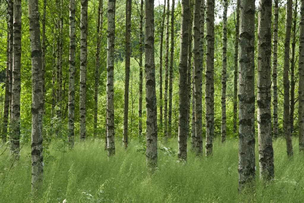Skog av bjørk med sin karakteristiske kvite bark med svarte flekker på stammen. Foto.