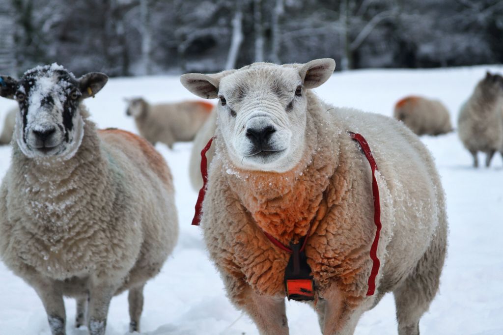Ei søye og en vær står ute i et snødekt vinterlandskap, og det er flere sauer i bakgrunnen. Væren har på seg en sele med ei rød fargeblokk på brystet, rett foran frambeina. Tre av søyene i bildet har fått rødfarge på ryggen. Foto.