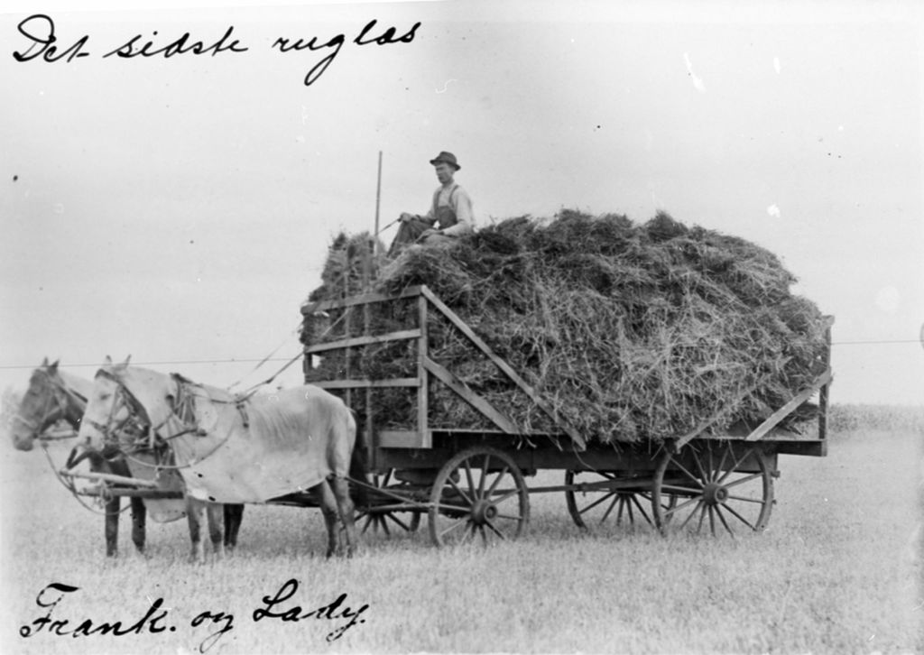 Ole Hatli på toppen av et lass med rug klart for trøsking. North Dakota ca 1910. Foto. 