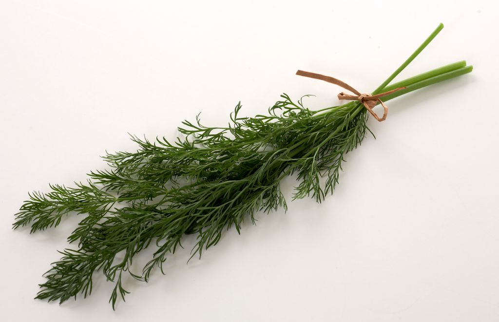 Liten bunt dill. Foto.