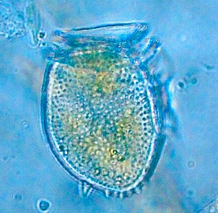 Klokkeformet plankton i vann. Foto.