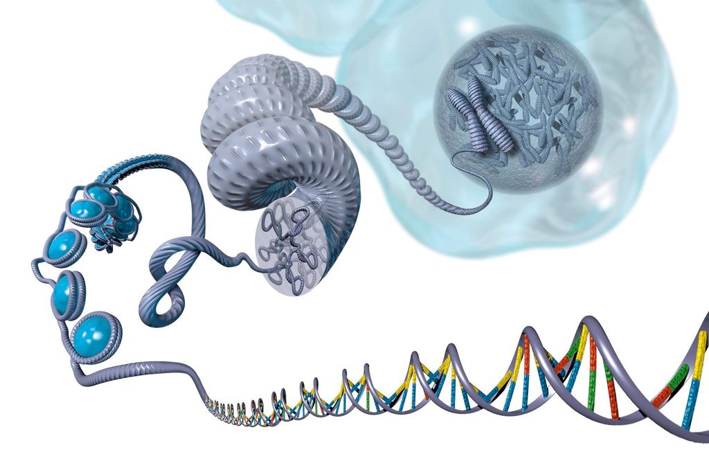 DNA, cehkiid mielde luvvejuvvon komprimerejuvvon kromosomas DNA-árpun. Illustrašuvdna.