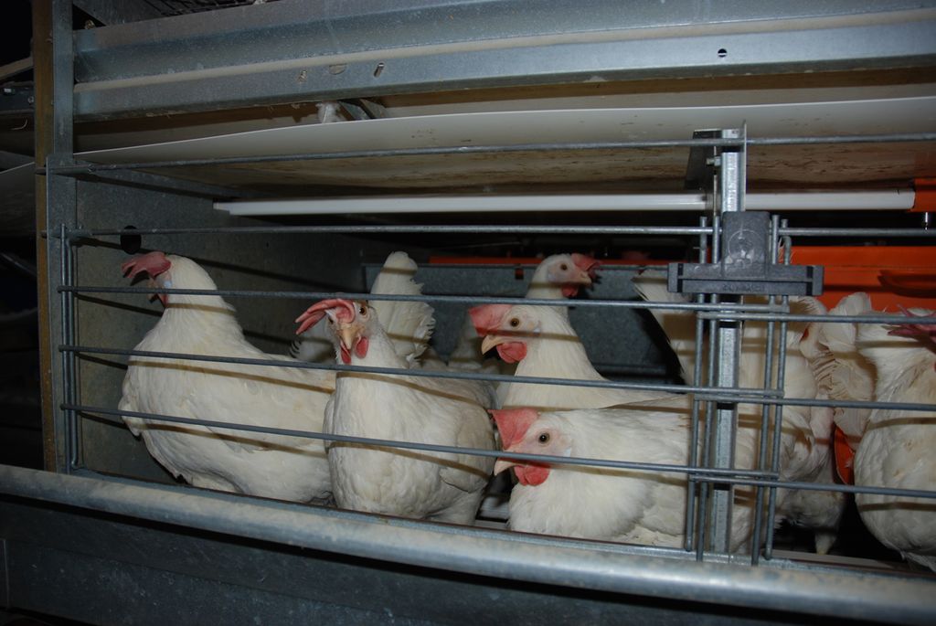 Kvite høner i innredet bur. Foto.